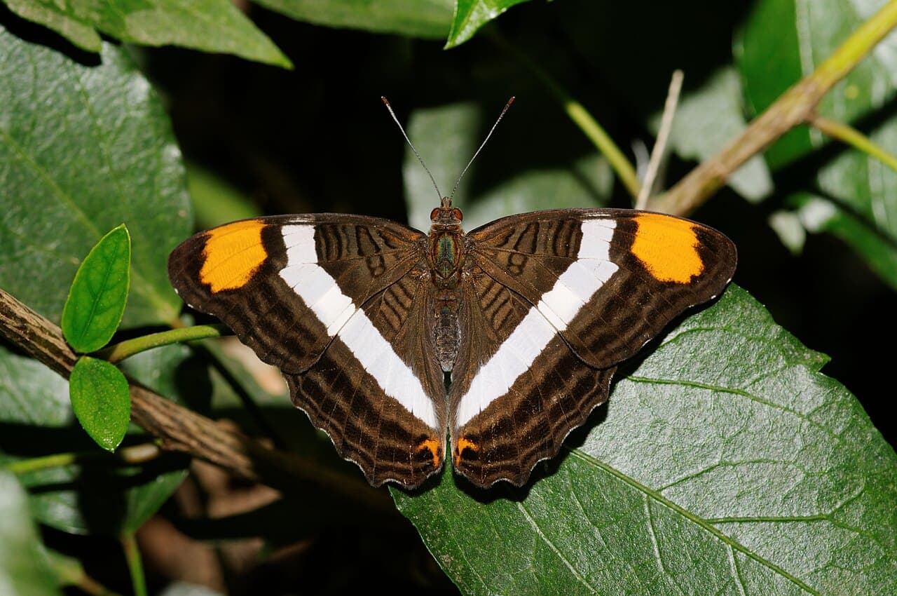 Band-celled Sister (Adelpha fessonia)