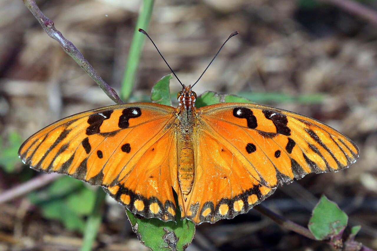 Gulf Fritillary (Agraulis vanillae)