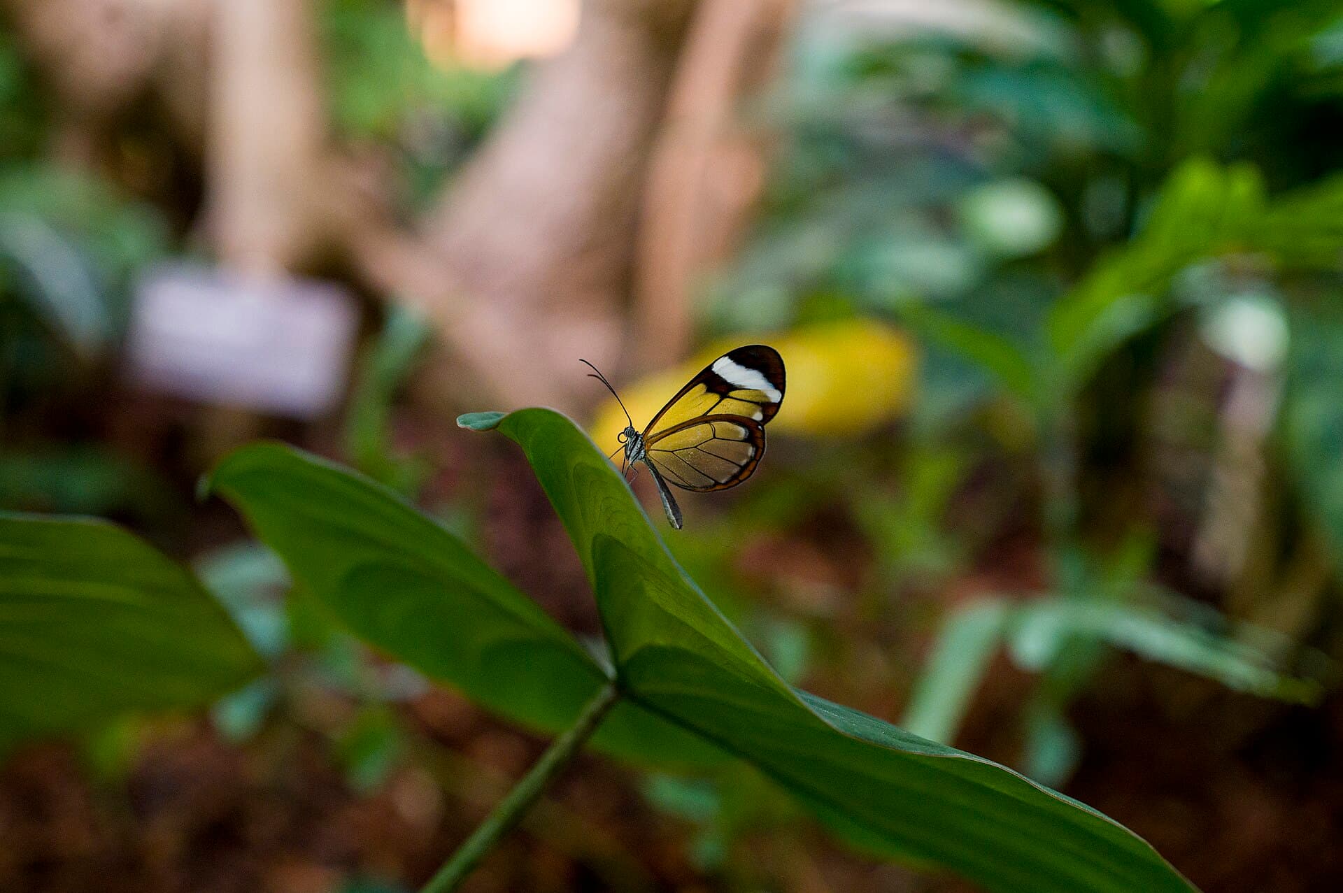 Glasswing (Greta oto)