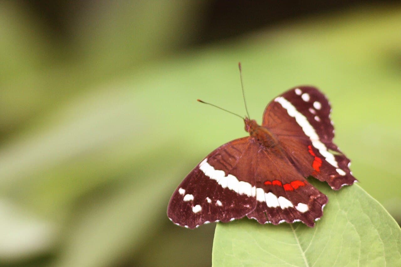 Banded Peacock (Anartia fatima)