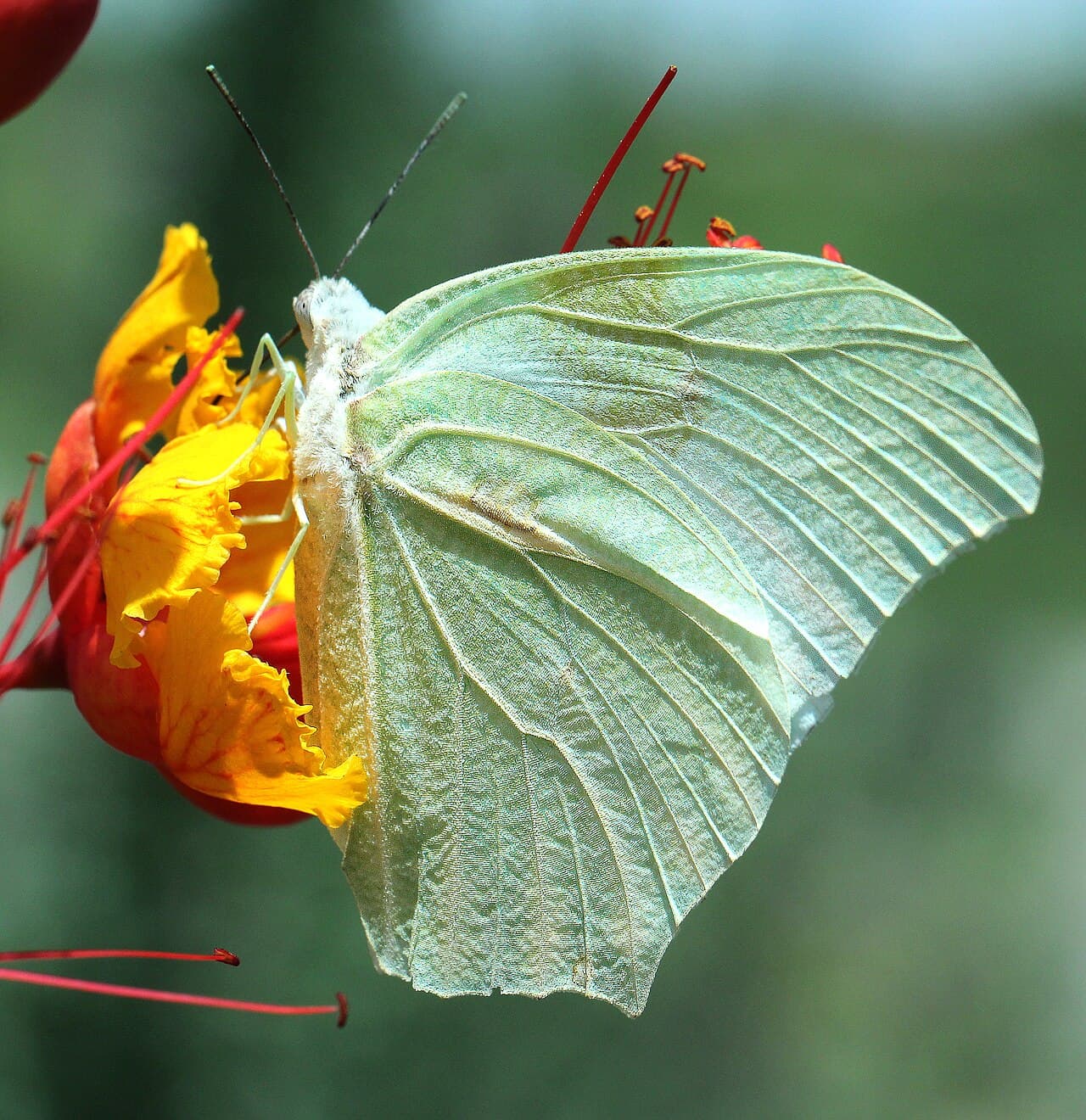 White Angled-Sulphur (Anteos clorinde)