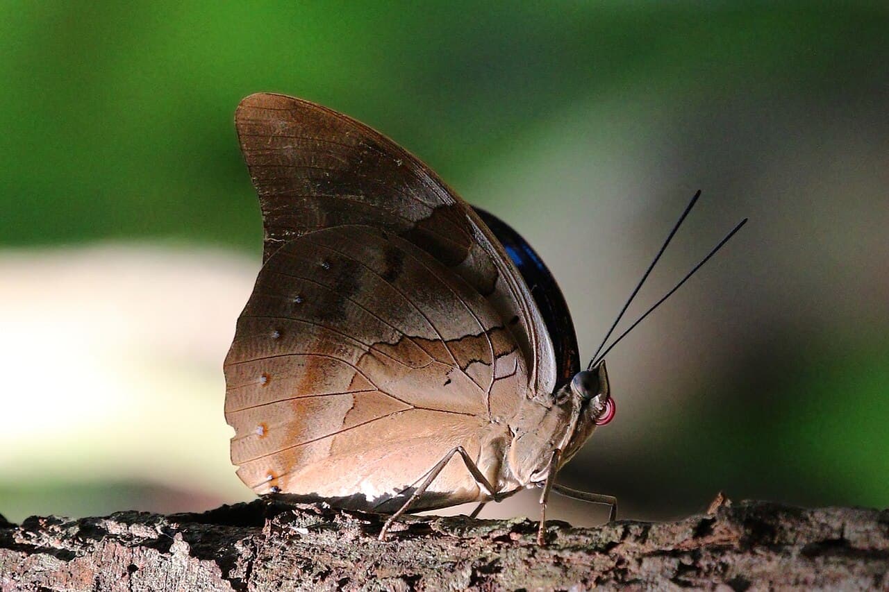 One-spotted Prepona (Archaeoprepona demophon)