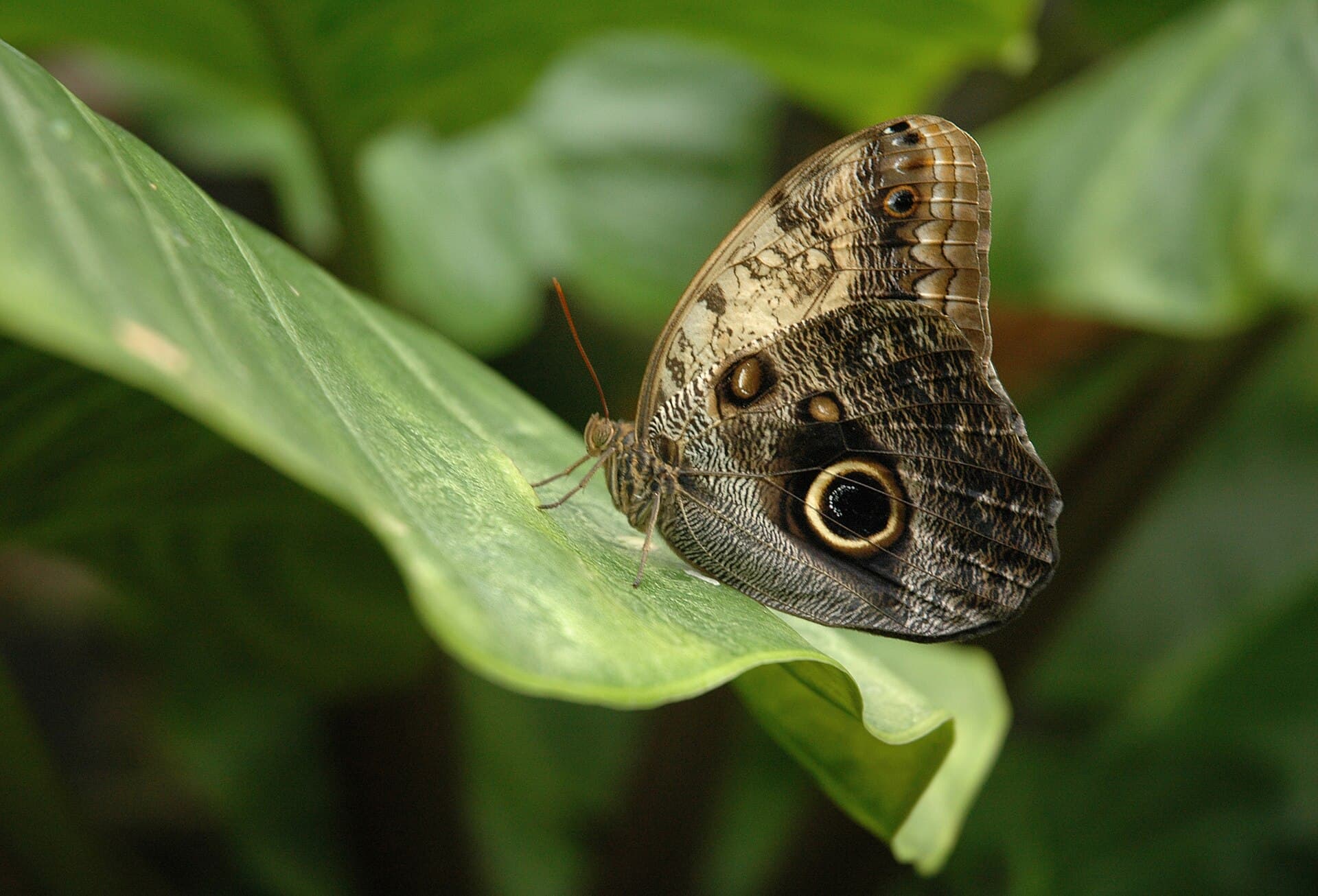 Giant Owl (Caligo memnon)
