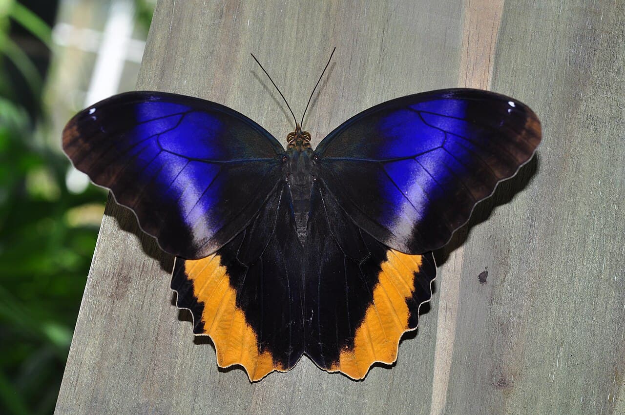 Yellow-edged Giant Owl (Caligo atreus)