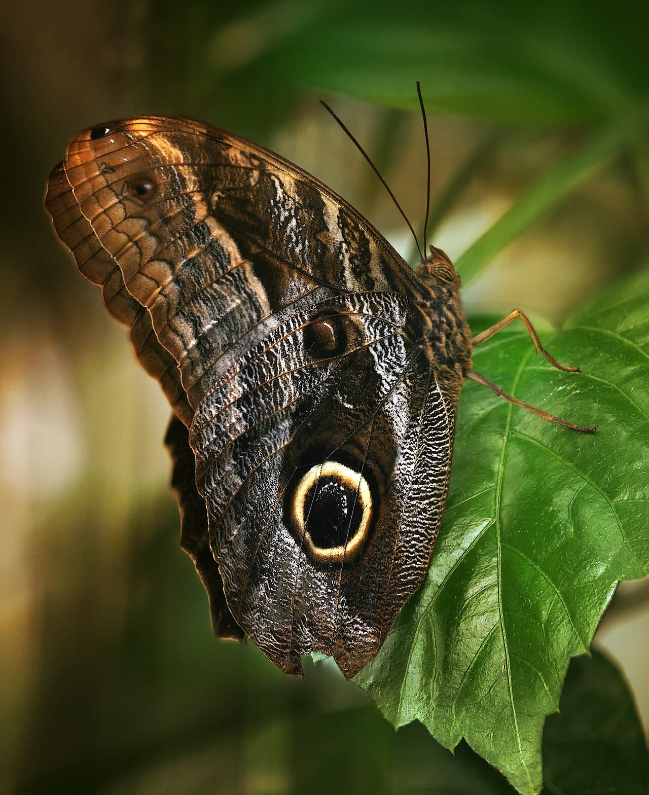 Forest Giant Owl (Caligo eurilochus)