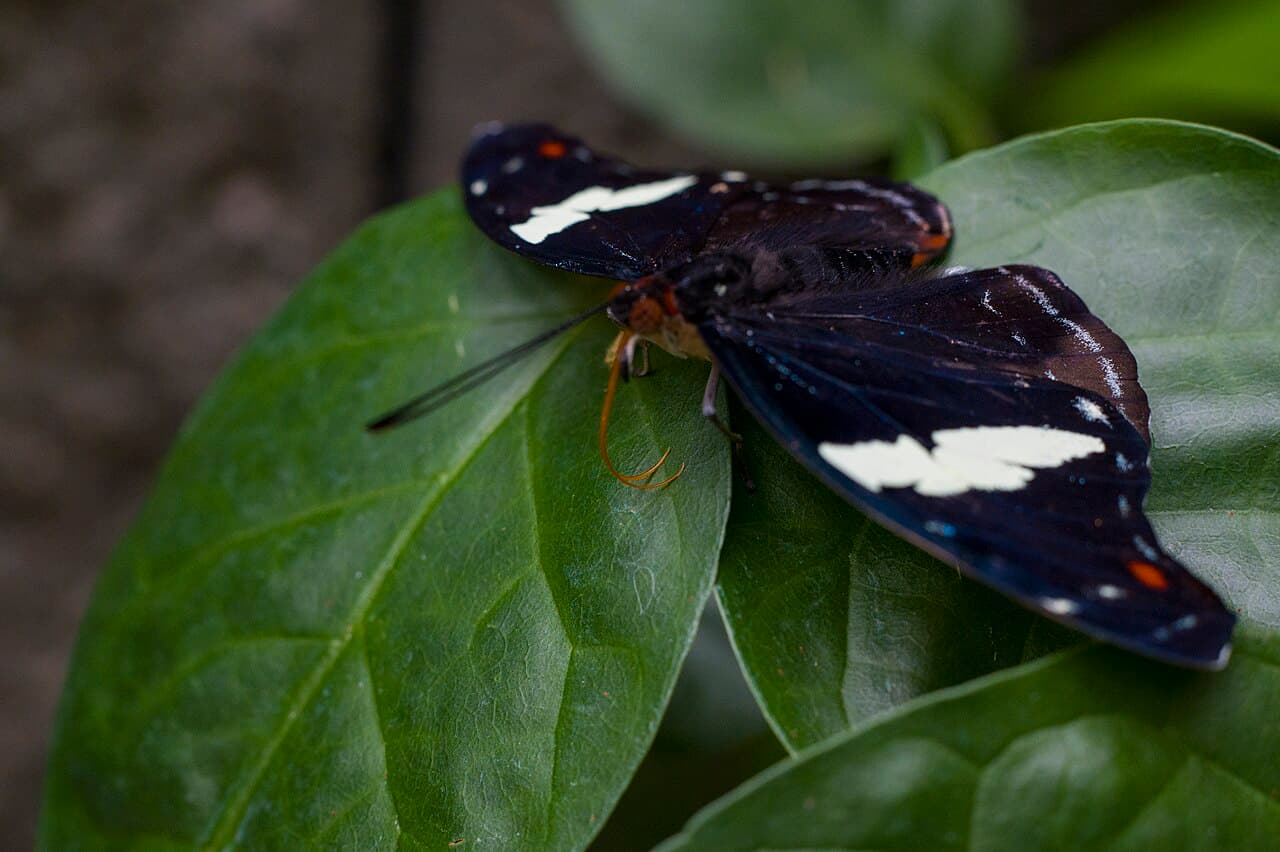 Grecian Shoemaker (Catonephele numilia)