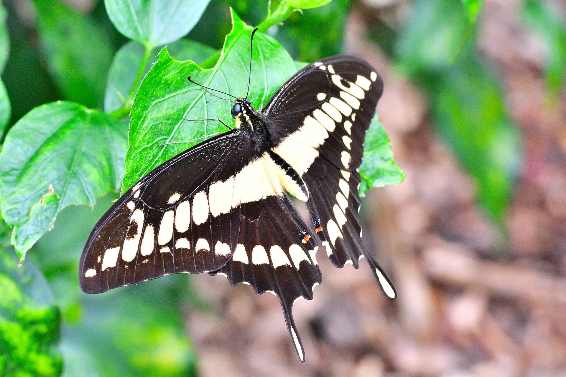 King Swallowtail (Papilio thoas)