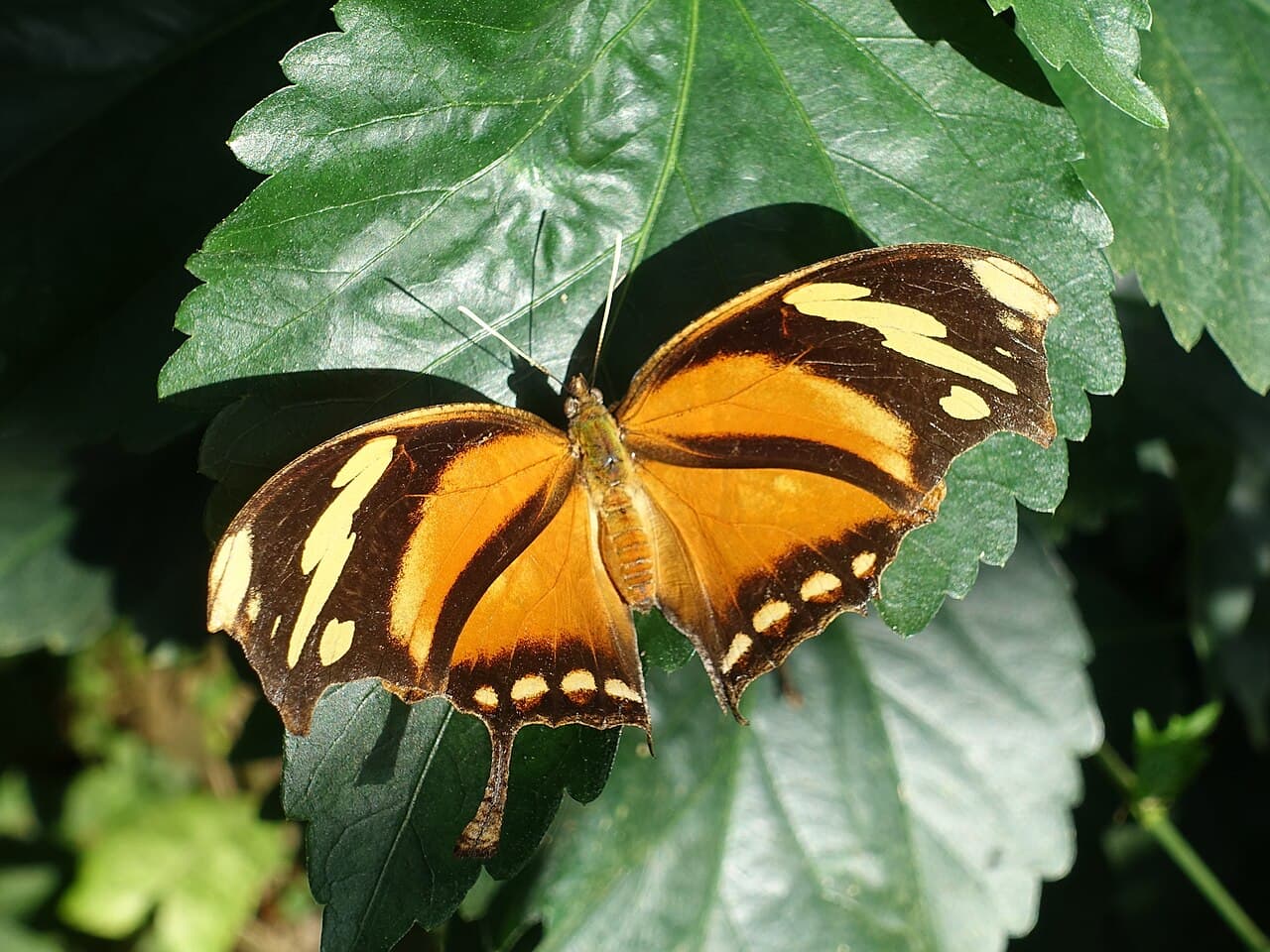 Tiger-striped Leafwing (Consul fabius)