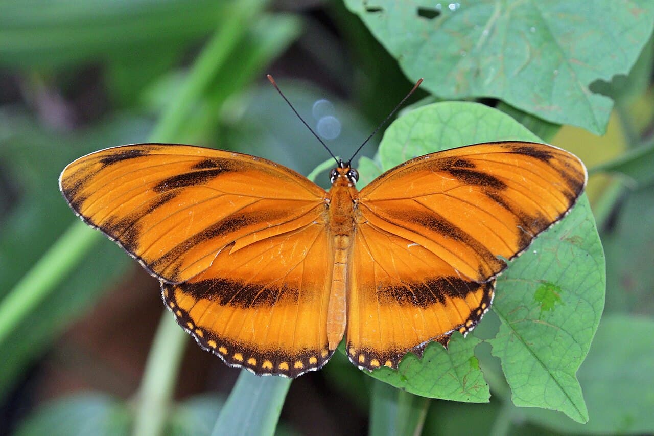 Banded Orange (Dryadula phaetusa)