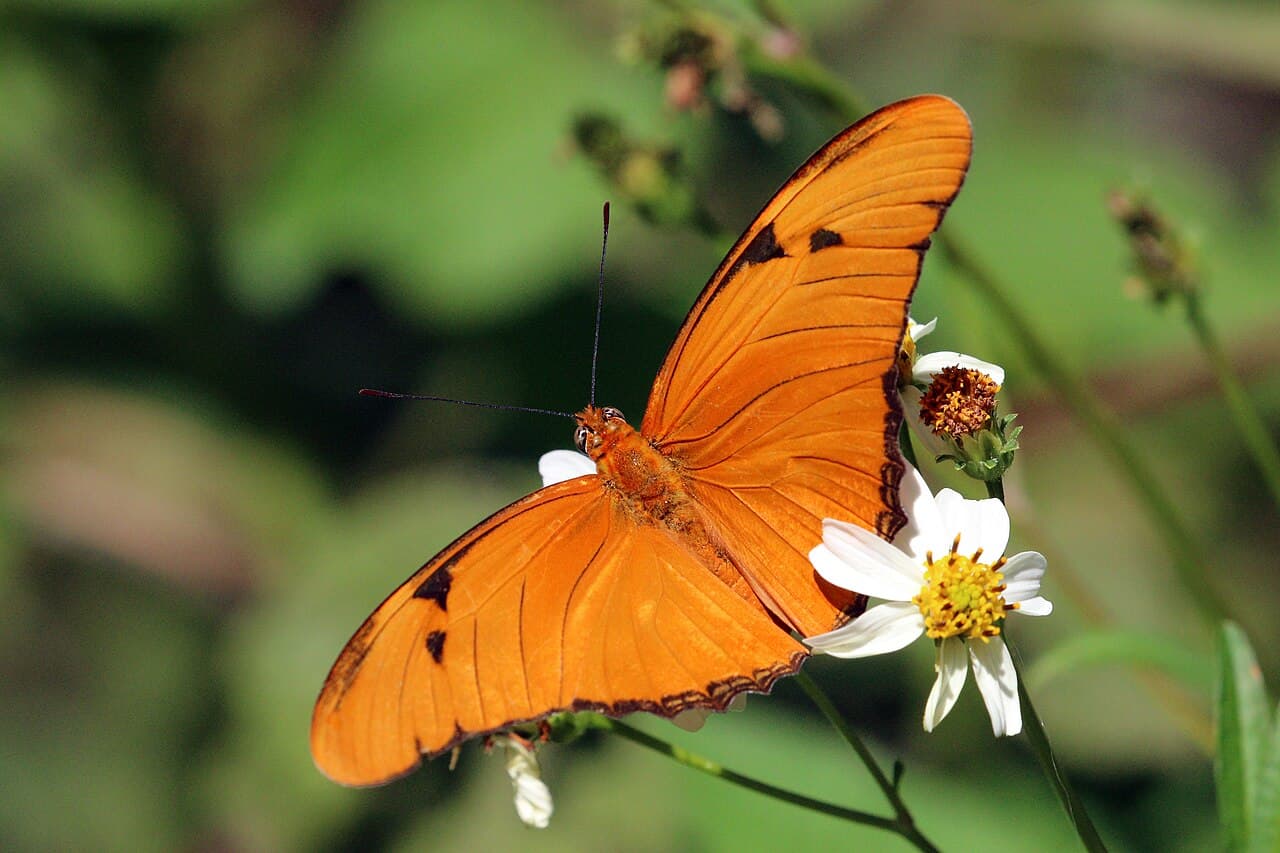 Julia (Dryas iulia)