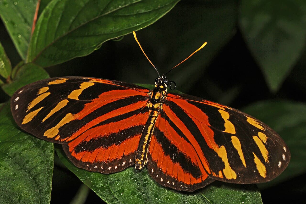 Isabella's Longwing (Eueides isabella)