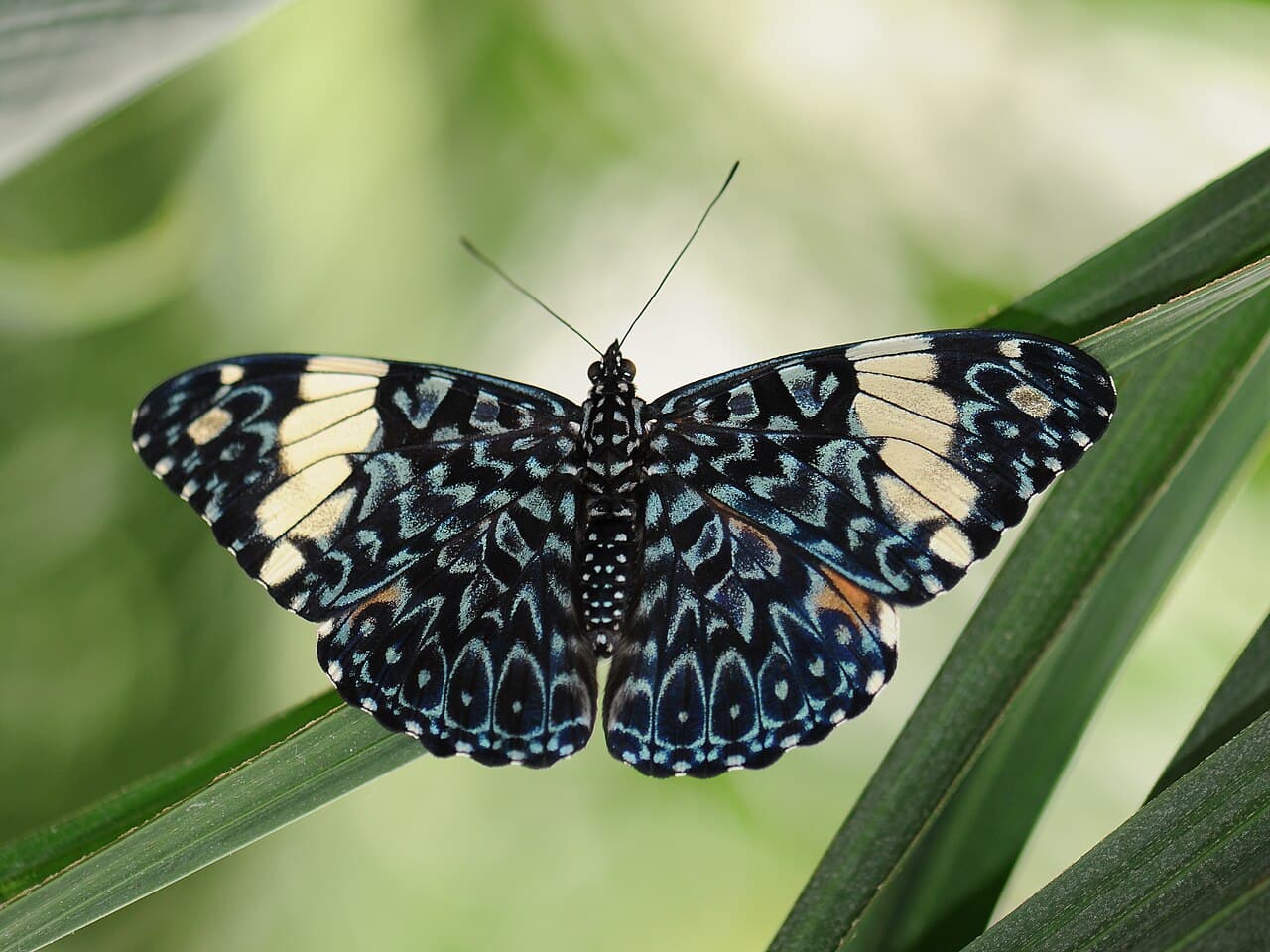 Red Cracker (Hamadryas amphinome)