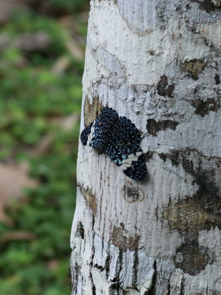 Arinome Cracker (Hamadryas arinome)