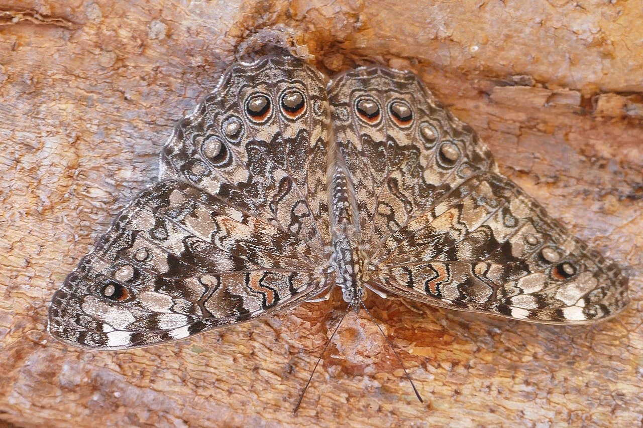 Gray Cracker (Hamadryas februa)