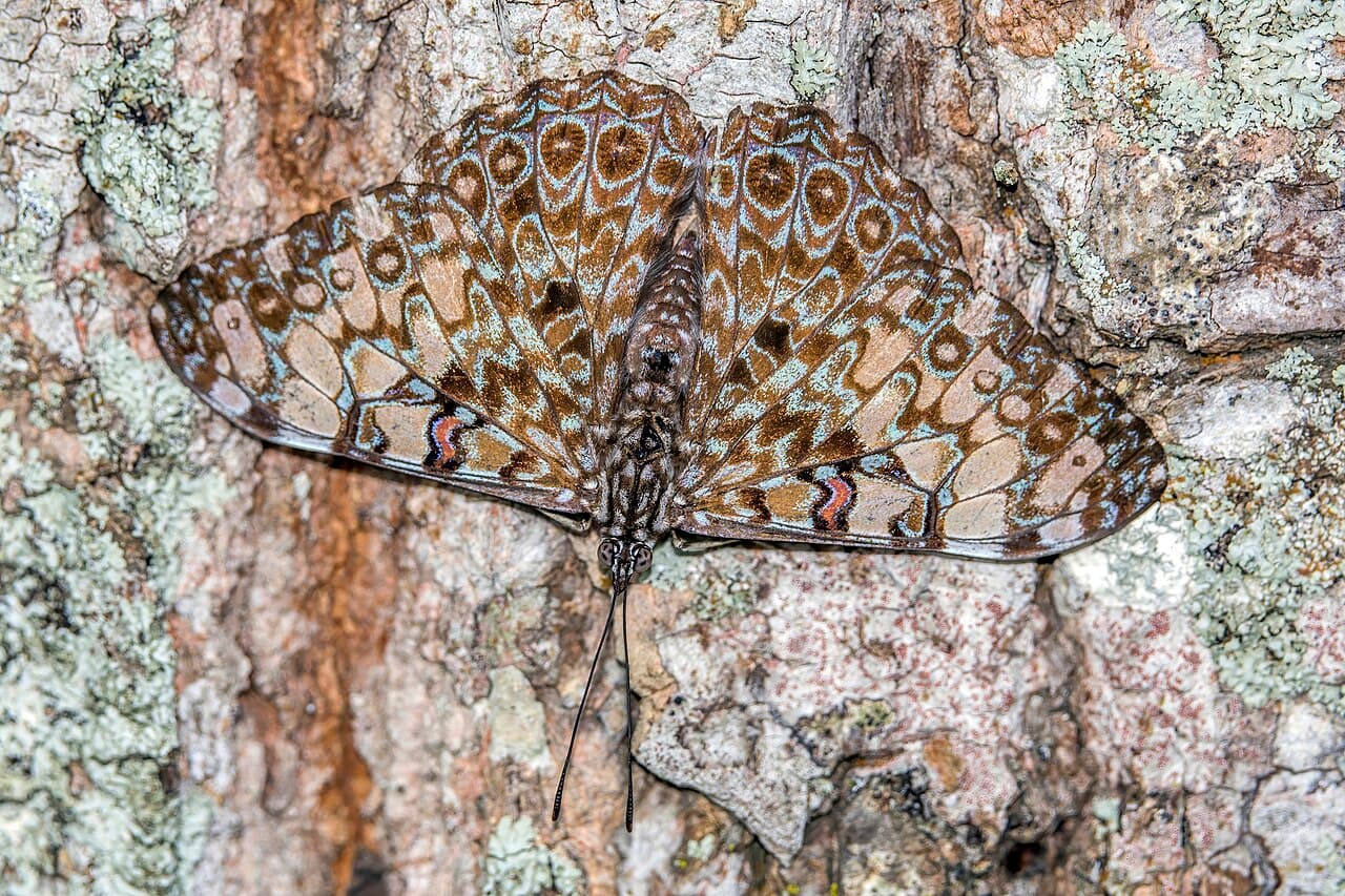 Variable Cracker (Hamadryas feronia)