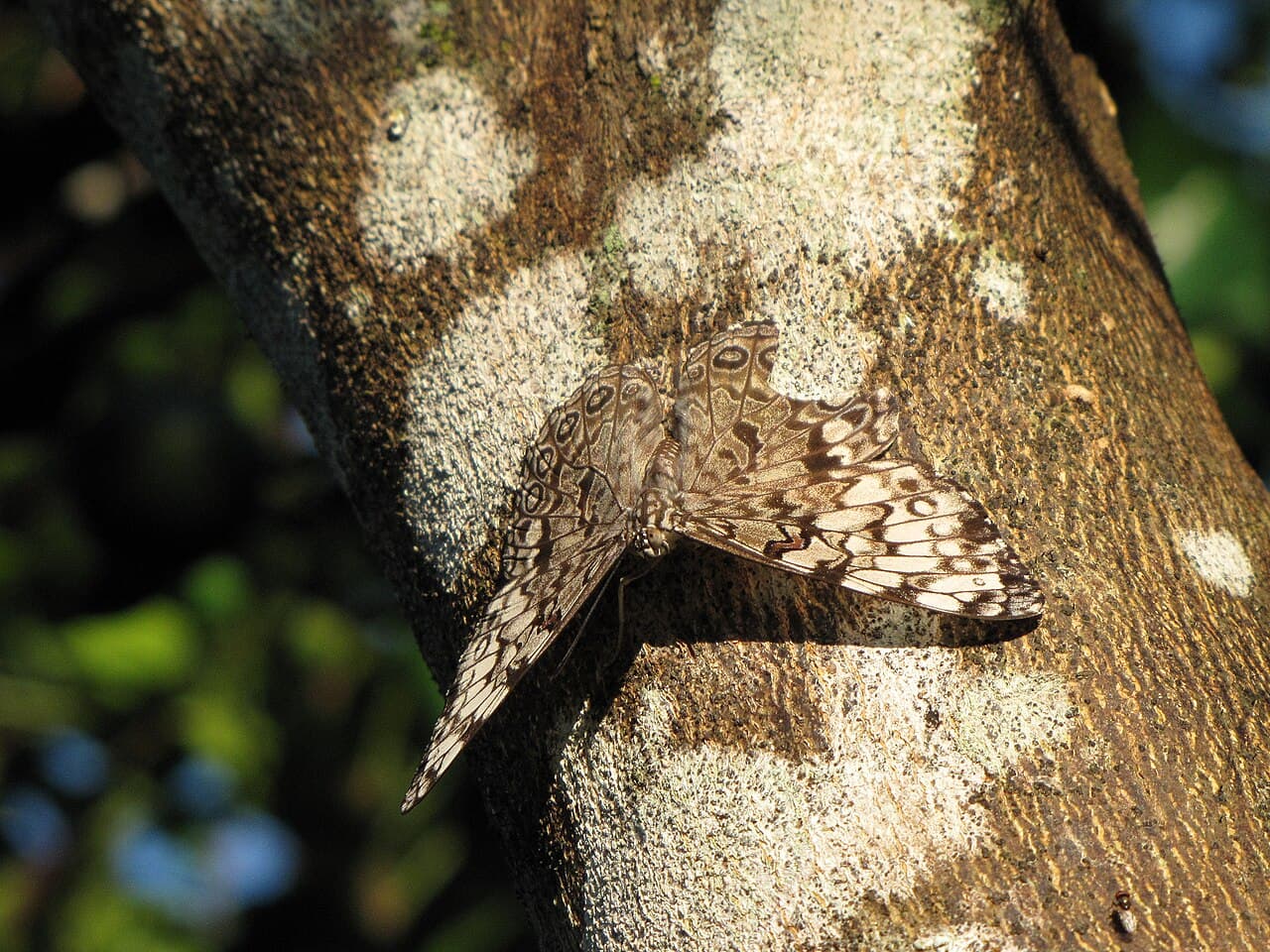 Guatemalan Cracker (Hamadryas guatemalena)