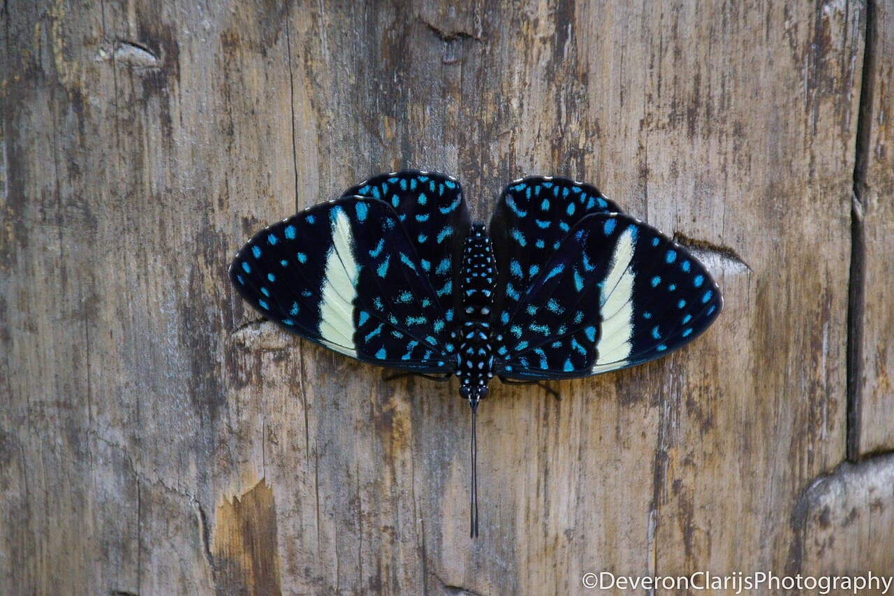 Starry Night Cracker (Hamadryas laodamia)