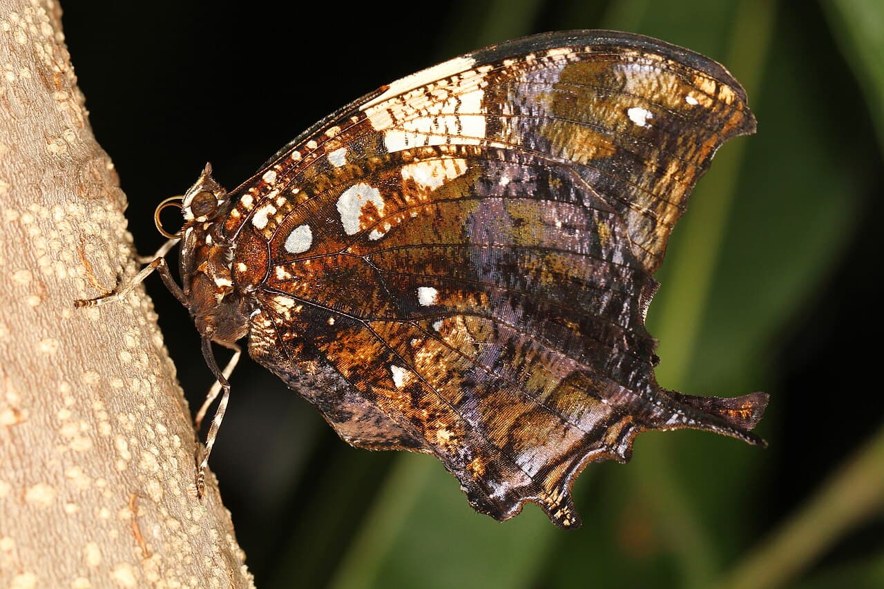 Silver-studded Leafwing (Hypna clytemnestra)