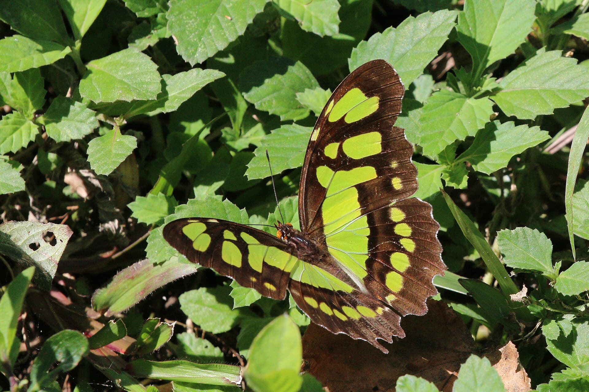 Malachite (Siproeta stelenes)