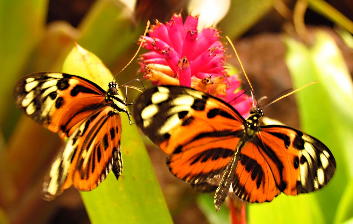 Disturbed Tigerwing (Mechanitis polymnia)