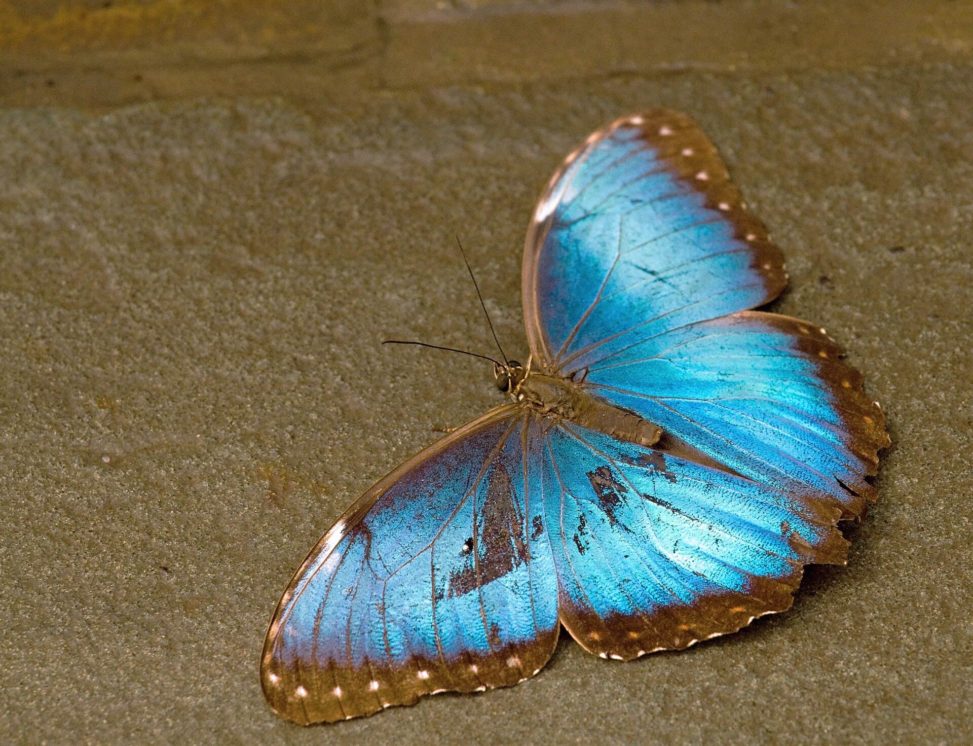 Blue Morpho (Morpho peleides)