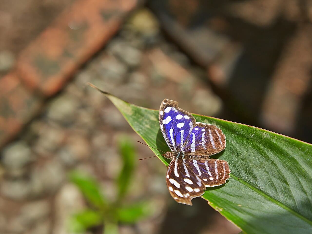 Blue Wave (Myscelia cyaniris)