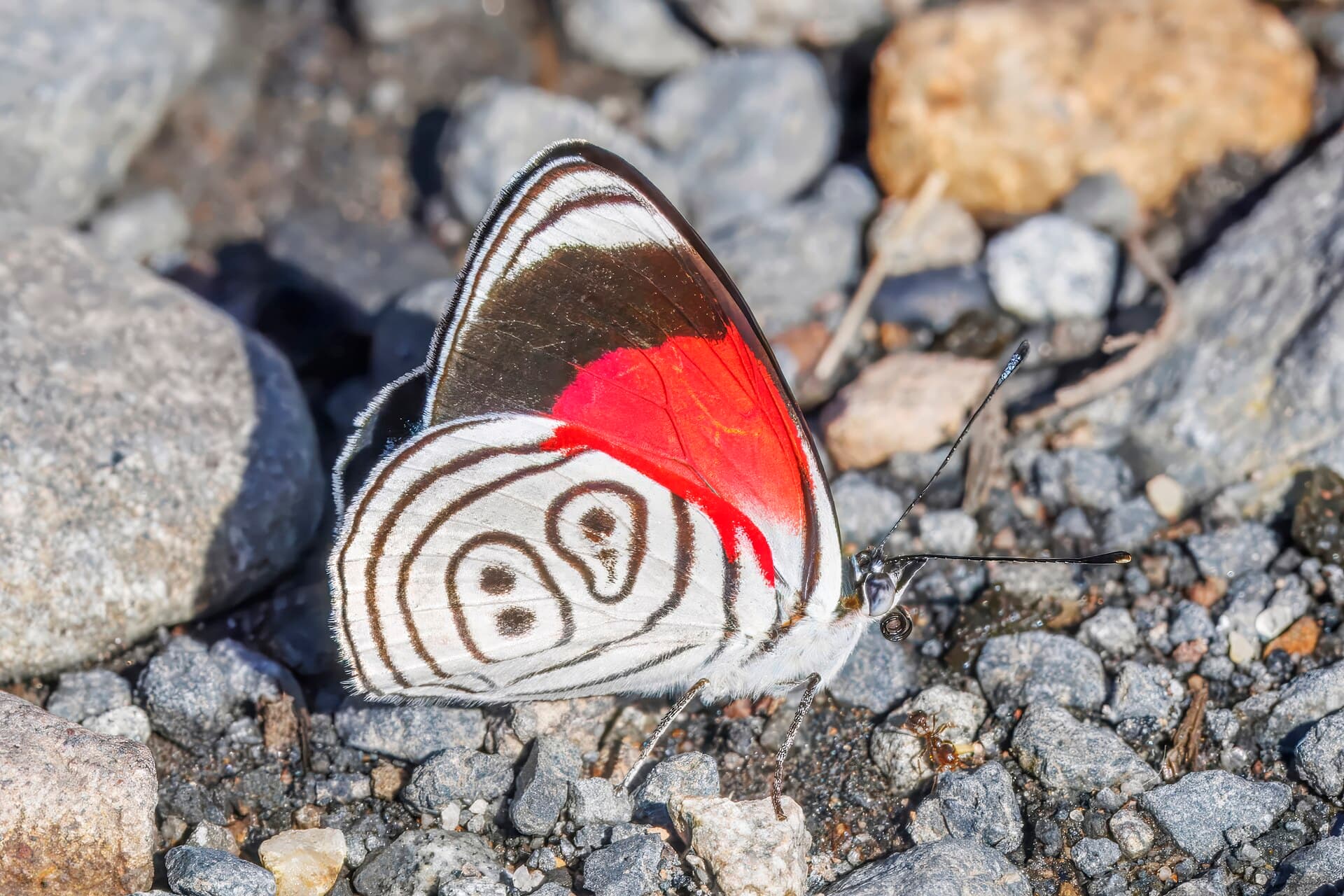 Eighty-eight (Diaethria astala)