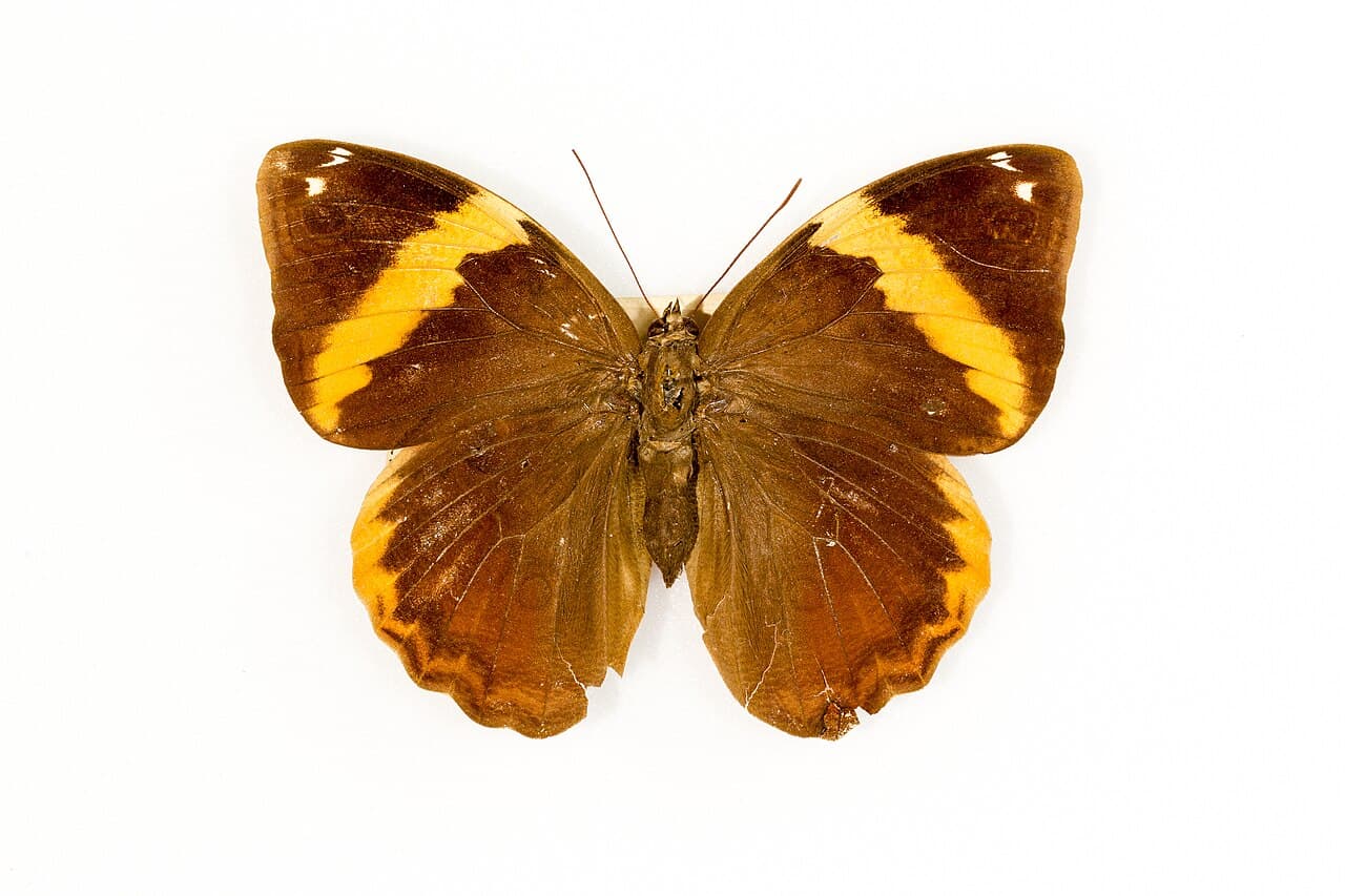 Tamarindi Owlet (Opsiphanes tamarindi)