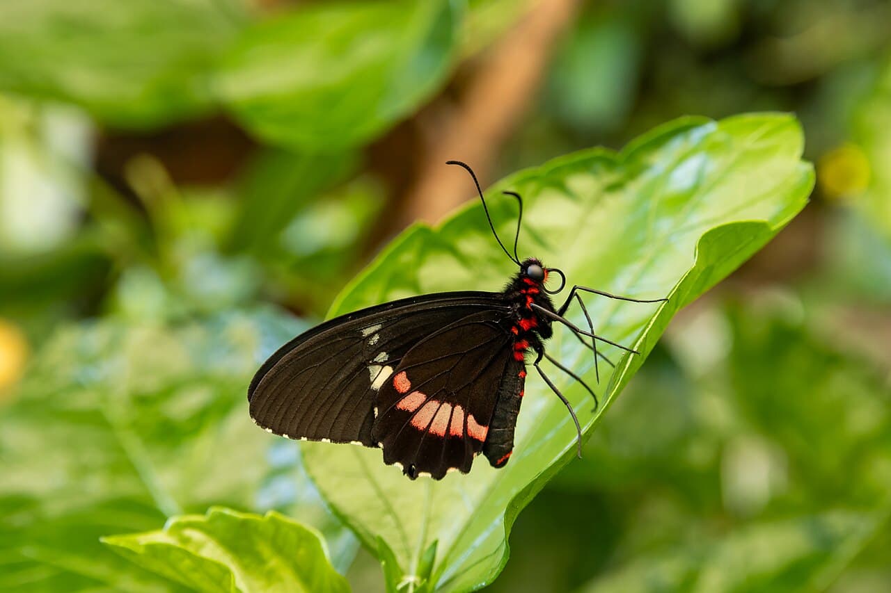 Ruby-spotted Swallowtail (Papilio anchisiades)