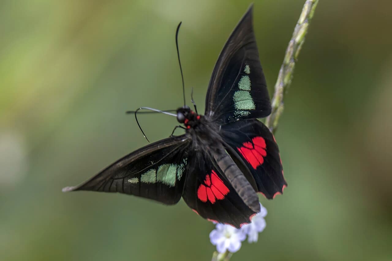 Arcas Cattleheart (Parides arcas)
