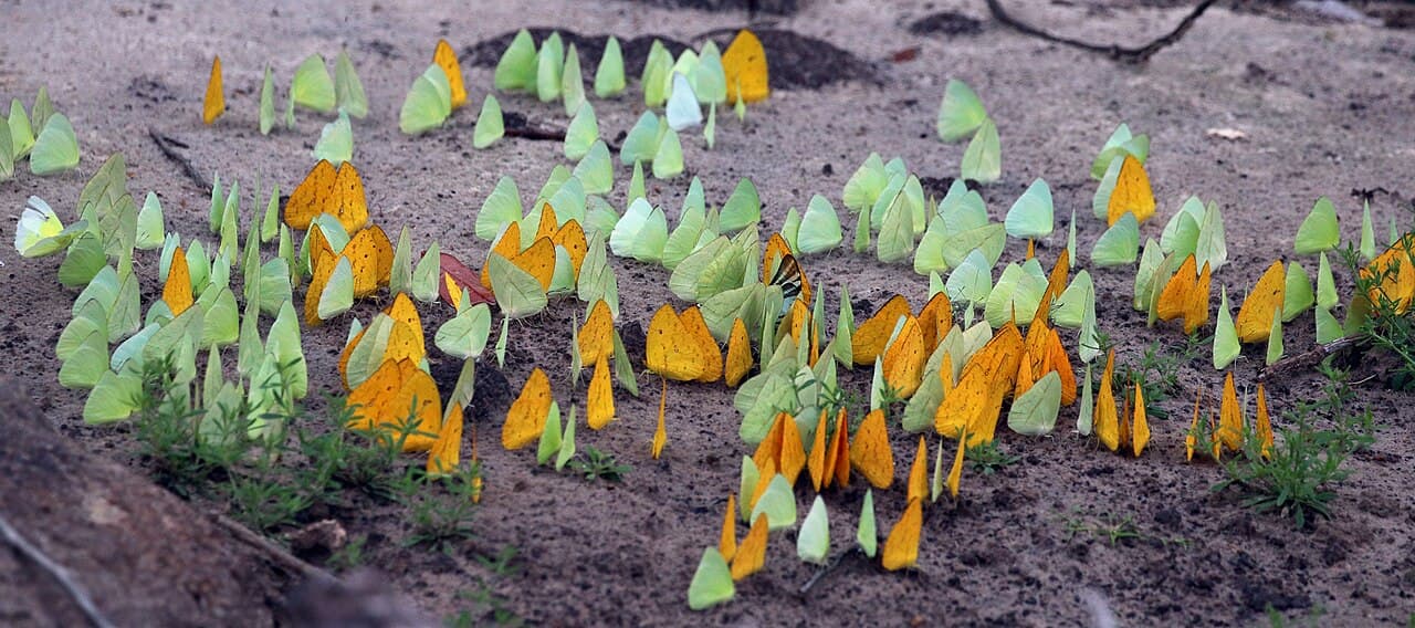 Apricot Sulphur (Phoebis argante)