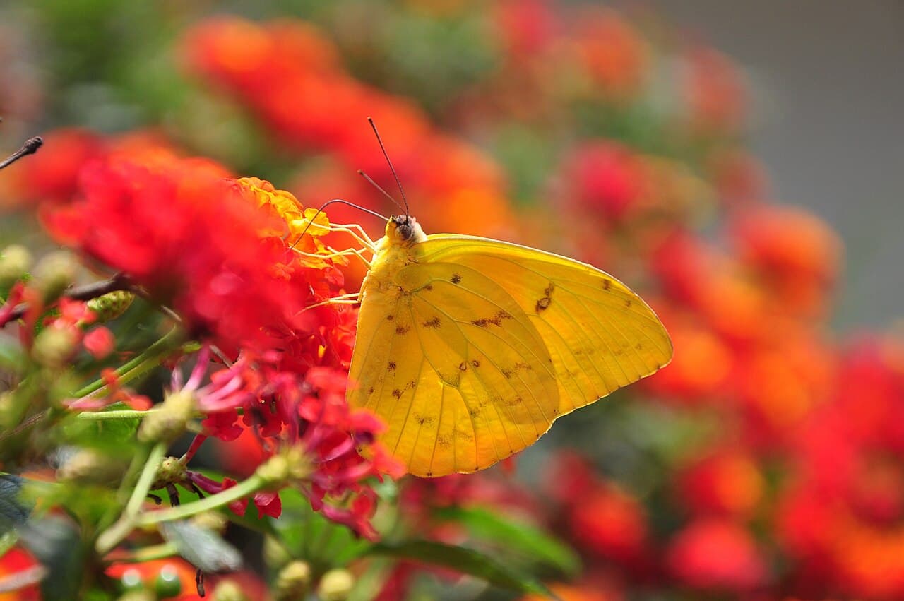 Orange-barred Sulphur (Phoebis philea)
