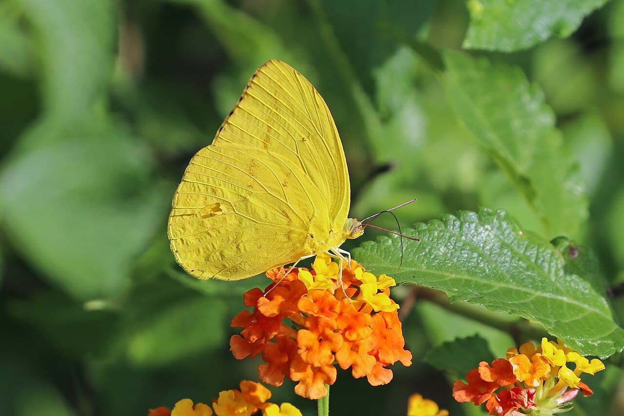 Cloudless Sulphur (Phoebis sennae)