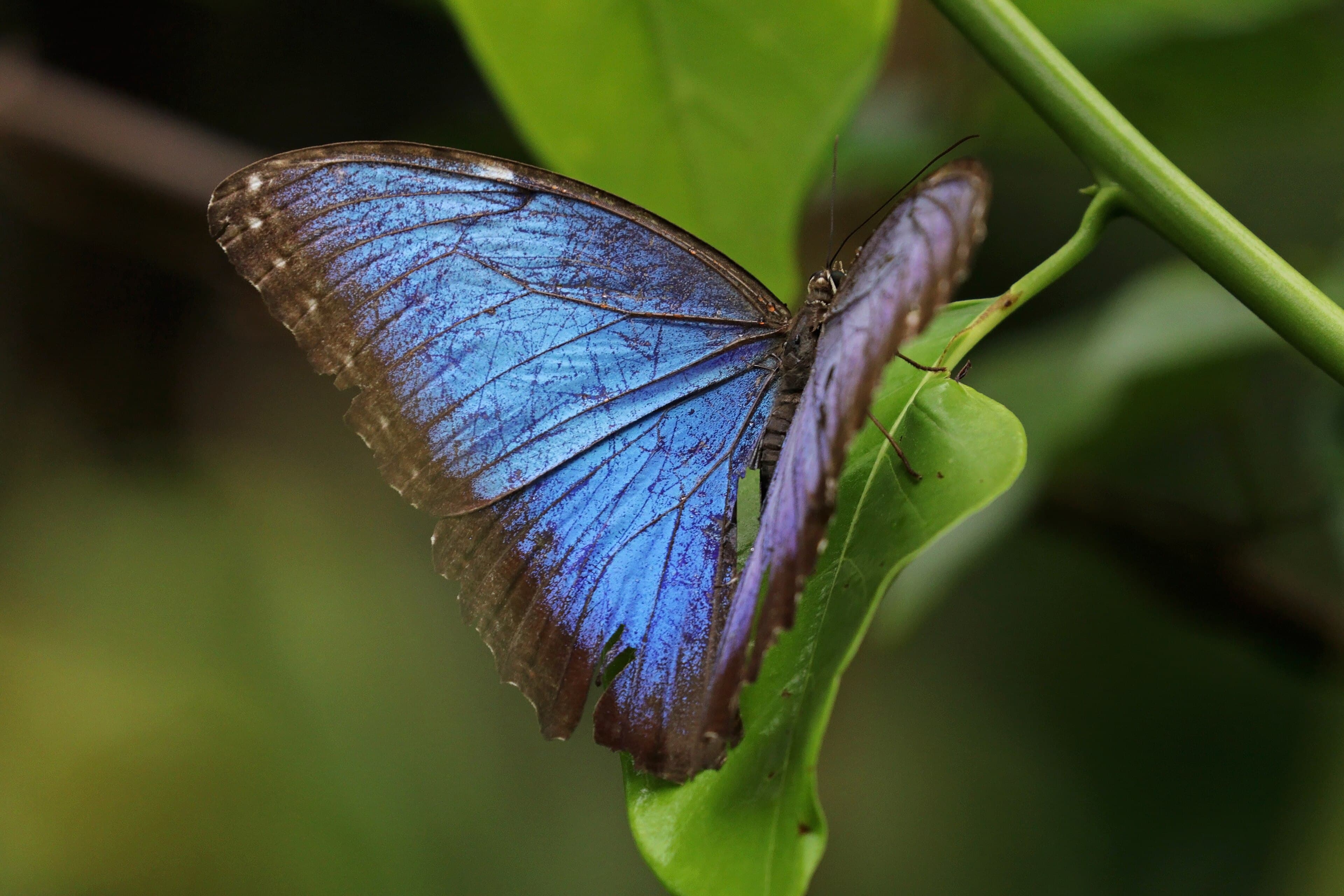 Morpho peleides resting on a leaf with its blue wings open