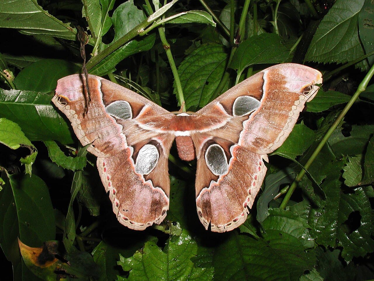 Four-mirror Silk Moth (Rothschildia lebeau)