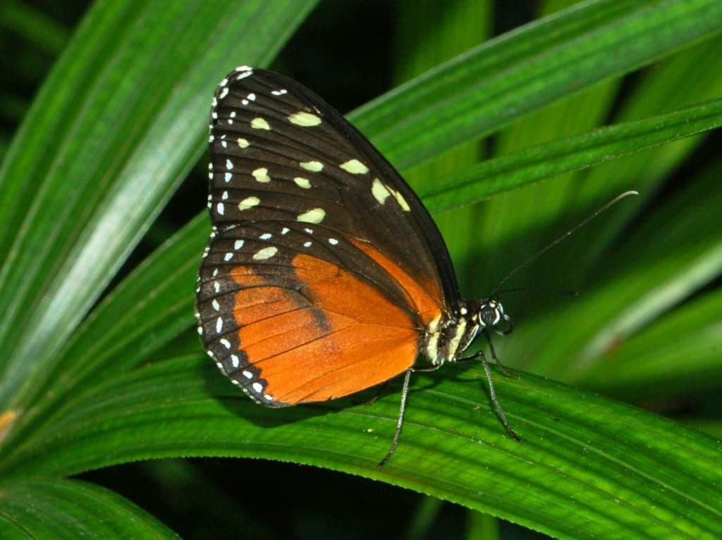 Cream-spotted Tigerwing (Tithorea tarricina)